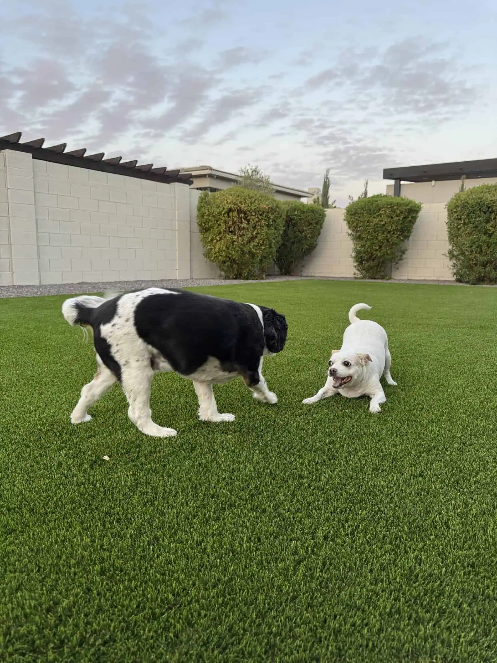 A white dog with one floppy ear and one upright ear is lounging on vibrant pet turf, facing forward and smiling. Its tail is relaxed, and the artificial grass beneath looks freshly cut and lush.