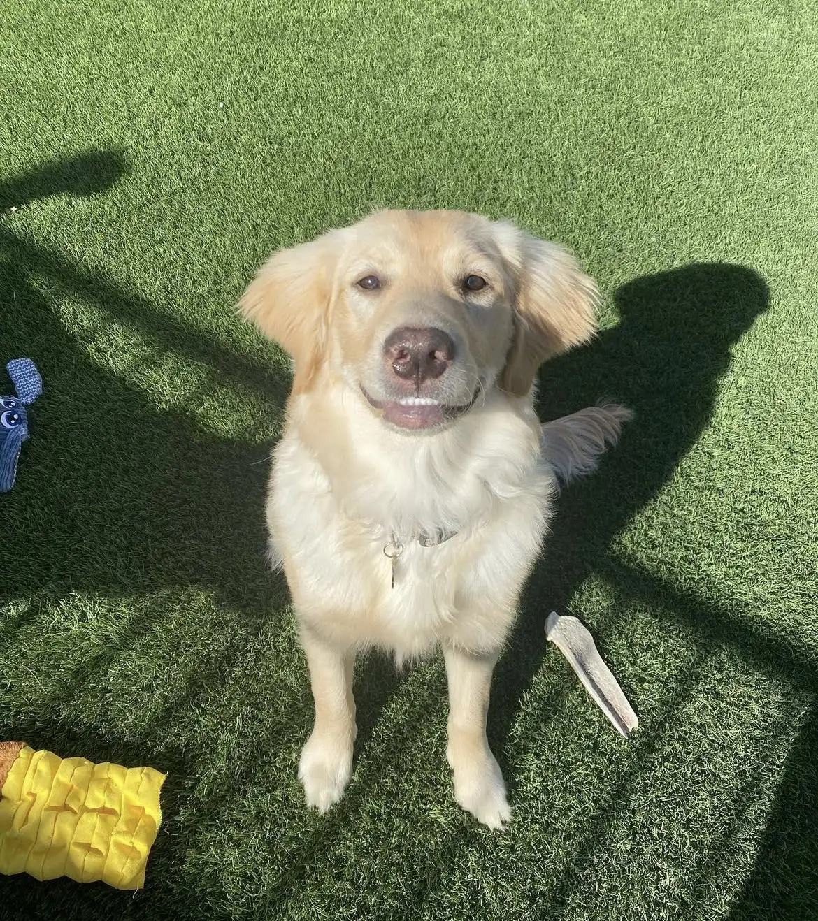 Two light brown dogs are on artificial grass next to a cinder block wall and a metal gate. One dog is standing and looking at the camera, while the other is sitting with its mouth open, appearing playful or happy.